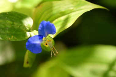 Bahçedeki mavi çiçekler