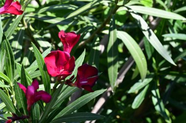 Bahçedeki güzel kırmızı çiçekler