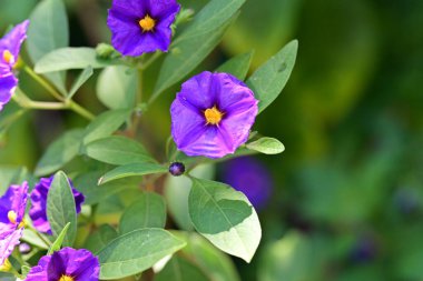 Yeşil yaprakların arkasında güzel mor çiçekler 