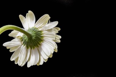 Güzel Gerbera çiçeği. Yakın görüş. 