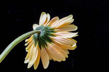 Güzel Gerbera çiçeği. Yakın görüş. 