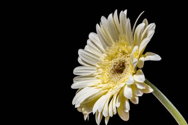Güzel Gerbera çiçeği. Yakın görüş. 