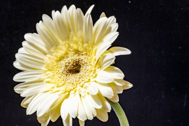 Güzel Gerbera çiçeği. Yakın görüş. 