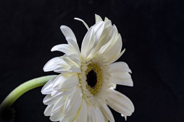 Güzel Gerbera çiçeği. Yakın görüş. 