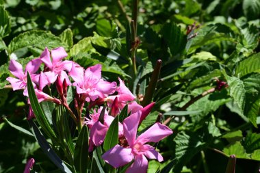 Bahçedeki güzel çiçekler