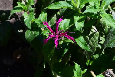 Güzel botanik fotoğrafı, doğal duvar kağıdı.