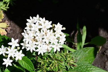 Bahçedeki güzel beyaz çiçekler