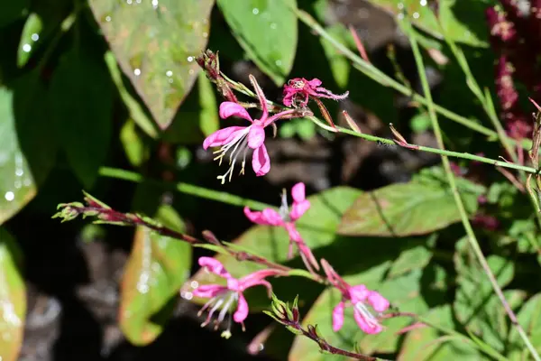Bahçedeki güzel çiçekler