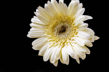 close up of beautiful gerbera flower on black background 