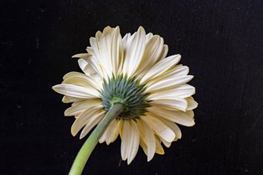 close up of beautiful gerbera flower on black background 