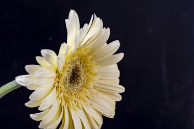 close up of beautiful gerbera flower on black background 