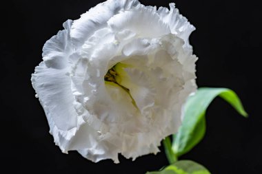 Siyah arkaplanda güzel beyaz lale