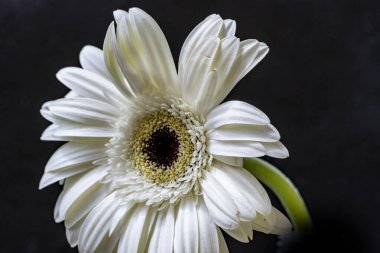 close up of beautiful gerbera flower on black background 