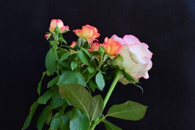 Siyah arka planda güzel güller, yaz konsepti, yakın manzara 