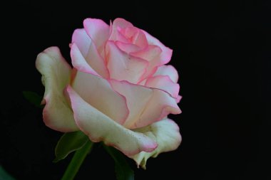 Pembe gül siyah arkaplanı kapat 