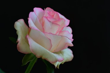 Pembe gül siyah arkaplanı kapat 