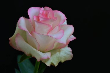 Pembe gül siyah arkaplanı kapat 