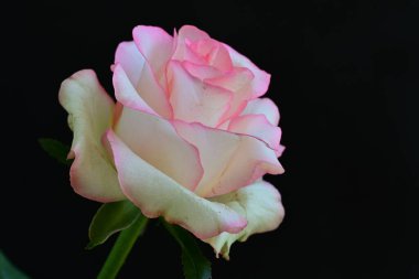 Pembe gül siyah arkaplanı kapat 