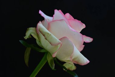 Pembe gül siyah arkaplanı kapat 