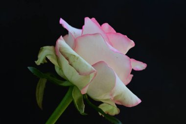 Pembe gül siyah arkaplanı kapat 