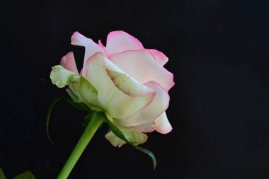 Pembe gül siyah arkaplanı kapat 