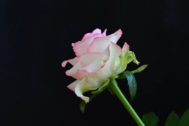 Pembe gül siyah arkaplanı kapat 