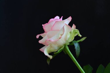 Pembe gül siyah arkaplanı kapat 