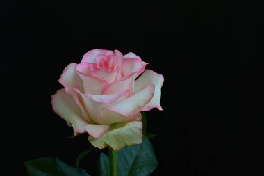 Pembe gül siyah arkaplanı kapat 