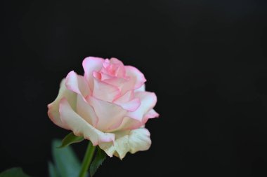 Pembe gül siyah arkaplanı kapat 