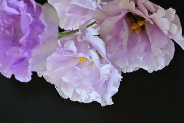 Siyah arka planda güzel mor bir Eustoma 