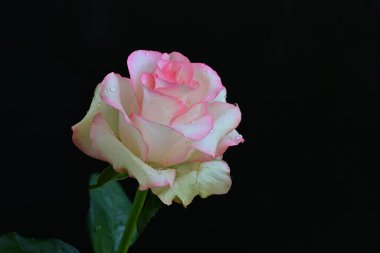 Koyu arka planda güzel çiçek açan bir gül, yaz konsepti, yakın görüş 