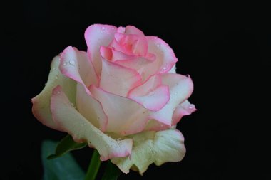 Koyu arka planda güzel çiçek açan bir gül, yaz konsepti, yakın görüş 