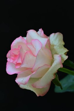 Koyu arka planda güzel çiçek açan bir gül, yaz konsepti, yakın görüş 