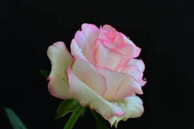 Koyu arka planda güzel çiçek açan bir gül, yaz konsepti, yakın görüş 