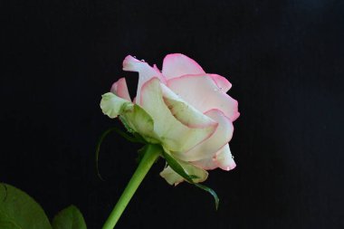 Koyu arka planda güzel çiçek açan bir gül, yaz konsepti, yakın görüş 