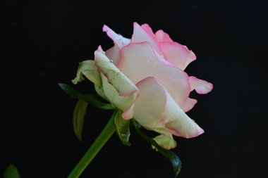 Koyu arka planda güzel çiçek açan bir gül, yaz konsepti, yakın görüş 