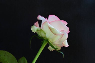 Koyu arka planda güzel çiçek açan bir gül, yaz konsepti, yakın görüş 