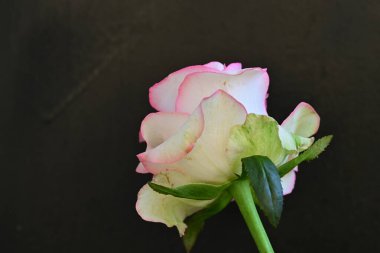 Koyu arka planda güzel çiçek açan bir gül, yaz konsepti, yakın görüş 