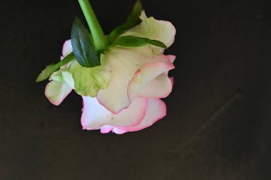 Koyu arka planda güzel çiçek açan bir gül, yaz konsepti, yakın görüş 