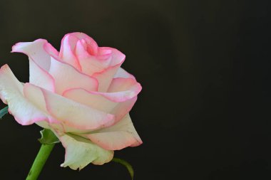 Koyu arka planda güzel çiçek açan bir gül, yaz konsepti, yakın görüş 