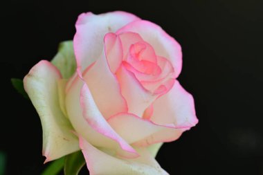 Koyu arka planda güzel çiçek açan bir gül, yaz konsepti, yakın görüş 