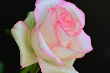 Koyu arka planda güzel çiçek açan bir gül, yaz konsepti, yakın görüş 