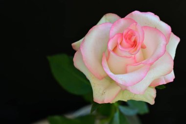 Koyu arka planda güzel çiçek açan bir gül, yaz konsepti, yakın görüş 