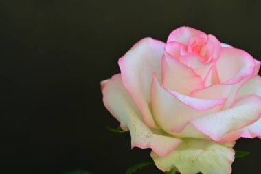 Koyu arka planda güzel çiçek açan bir gül, yaz konsepti, yakın görüş 