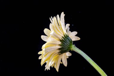 Koyu arkaplanda güzel Gerbera çiçeği 