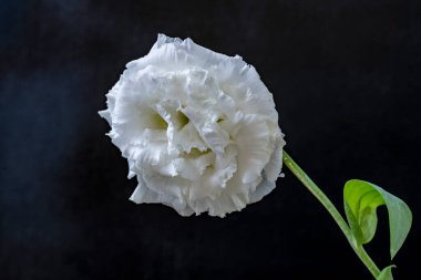 Siyah arkaplanda beyaz çiçek