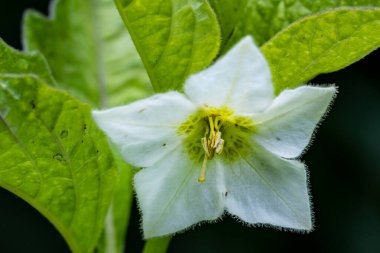 Doğada beyaz bir çiçeğin yakın plan çekimi.