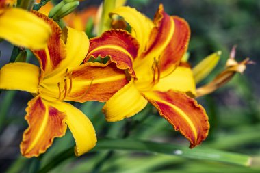 Koyu yeşil arka planda güzel sarı zambaklar. 