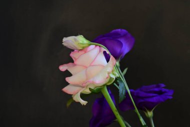 Gül ve östoma çiçekleri kapanıyor