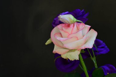 Gül ve östoma çiçekleri kapanıyor